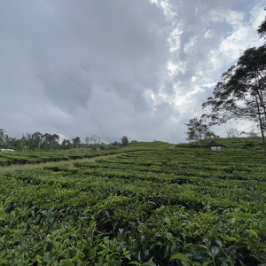 Fundraising Page: Orlando Sacman